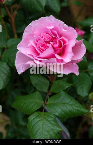 Close up of a prink rose - Rosa The Ancient Mariner flowering in an English garden, UK Stock Photo