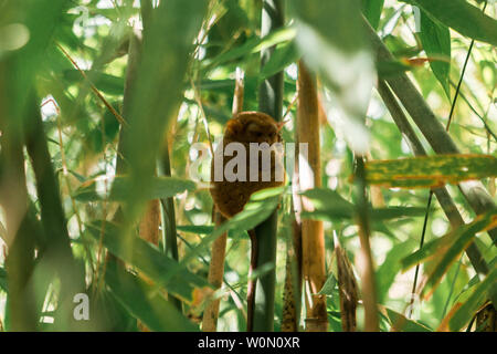 Tarsier in Bohol Tarsier sanctuary, Cebu, Philippines. The smallest primate Carlito syrichta in nature Stock Photo