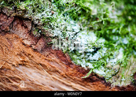 Lichens on wood beautiful close up surface colorful abstract macro background fine art in high quality prints Stock Photo