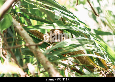 Small tarsier in Bohol Tarsier sanctuary, Cebu, Philippines. The smallest primate in danger of extinction Stock Photo