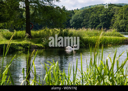 Mute Swan on lake. Stock Photo