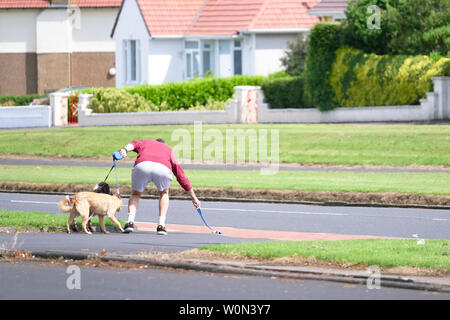 Glasgow, Strathclyde / Scotland - June 20th 2019: Man with two dogs drops ball in road and picks it up causing road safety concern Stock Photo