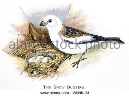 Snow Bunting (Plectrophenax nivalis), vintage illustration published in 1898 Stock Photo