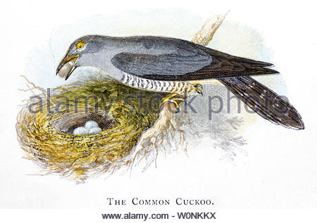 Cuckoo (Cuculus canorus), vintage illustration published in 1898 Stock Photo
