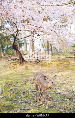 Nara park fawn cherry blossom Stock Photo - Alamy