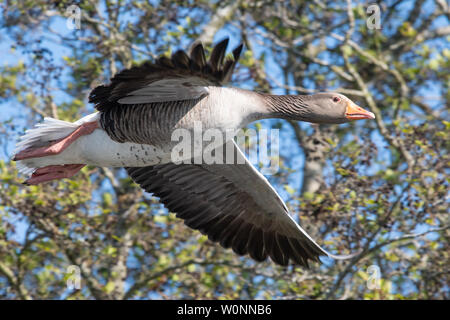 Greylag goose flying - Anser Anser - Norfolk, England, UK - looking at camera as it flies past at low level Stock Photo