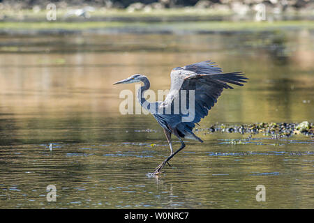 A great blue heron flaps its wings in Esquimalt Bay in Victoria BC, Canada. Stock Photo