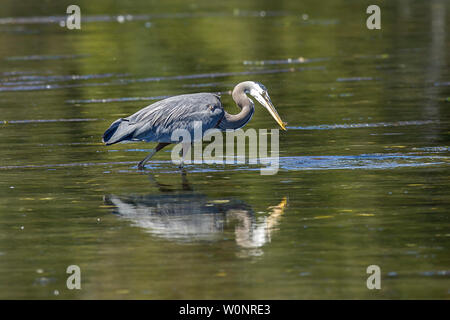 A great blue heron stands in the calm water of Esquimalt Bay in Victoria BC Canada. Stock Photo
