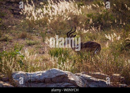 Common Impala in backlit grass in Kruger National park, South Africa ; Specie Aepyceros melampus family of Bovidae Stock Photo