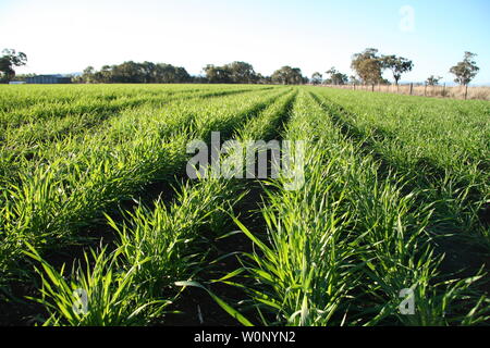 farm on the liverpool plains northern nsw Stock Photo