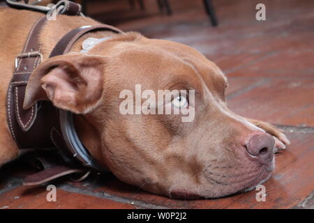 Pitbull terrier laying on the floor Stock Photo