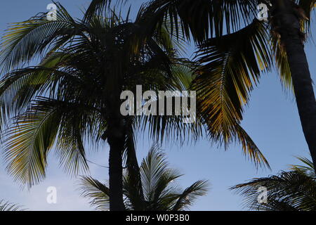 Palm Trees background Stock Photo