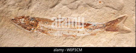 Fossil fish (Prionolepis cataphractus). Cretaceous period. Cenomanian Layers. Origin: Hjoula, Lebanon Courtesy of ZRS Fossils, by Dominique Braud/Demb Stock Photo