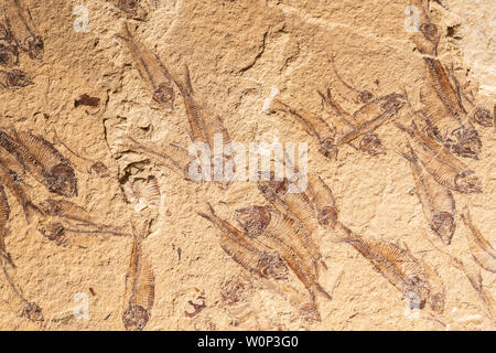 Fossils of freshwater Herring (Knightia sp.) Eocene Epoch. 50 million years old. Green River Formation. Kemmerer, Wyoming, USA, Courtesy of ZRS Fossil Stock Photo