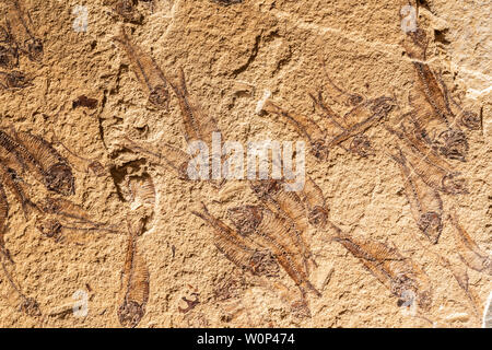 Fossils of freshwater Herring (Knightia sp.) Eocene Epoch. 50 million years old. Green River Formation. Kemmerer, Wyoming, USA, Courtesy of ZRS Fossil Stock Photo