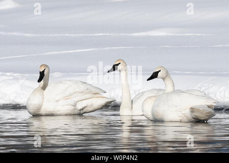 Trumpeter swans  (Cygnus buccinator) resting along the St. Croix River, Hudson, Wisconsin. Mid-February. Stock Photo