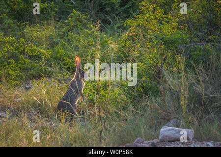 Scrub hare standing up in backlit in Kruger National park, South Africa ; Specie Lepus saxatilis family of Leporidae Stock Photo