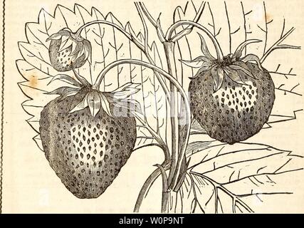 Archive image from page 27 of Descriptive catalogue of fruits, ornamental. Descriptive catalogue of fruits, ornamental trees, flowering shrubs and plants : cultivated and for sale by Ellwanger & Barry, at the Mount Hope Botanic Garden and Nurseries ... Rochester, N.Y descriptivecatal1845ellw Year: 1845  3K—-——. f 24 EUwanger & Barry's STRAWBERRIES.    Swainstone's Seedling. The ' Horticulturist,' from which we copy the above figure, says, ' this is certainly a Strawbery of the very highest flavor, of great beauty of appearance, and an excellent bearer.' The Strawberry is universally esteemed Stock Photo