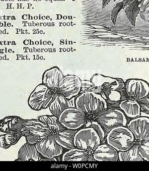 Archive image from page 42 of Descriptive catalogue of vegetable, flower,. Descriptive catalogue of vegetable, flower, and farm seeds Descriptivecata00WeebA Year: 18uu  CALENDULA. METEOB CACALIA (Tassel Flower). A very beautiful and profuse flowering plant, with tassel-shaped flowers. H. A. Coccinea, Orange-scarlet, flowering in clusters; pretty, 1 ft. Pkt. 5c. CALANDRINIA. Beautiful, free-flow- ering plants, adapted for rock-work and dry, hot situations. H. A. Splendid Mixed. 1 ft. Pkt. 5c. CALCEOLARIA Plants of a highly decorative character, forming in spring dense masses of pocket- shaped f Stock Photo