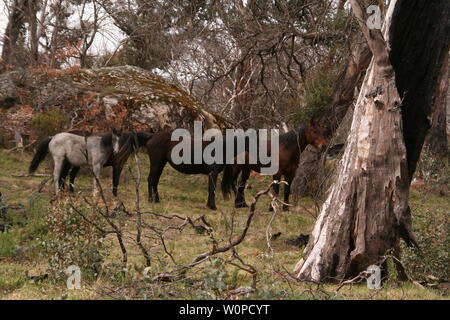 wild brumbies in the kosciuszko national park Stock Photo