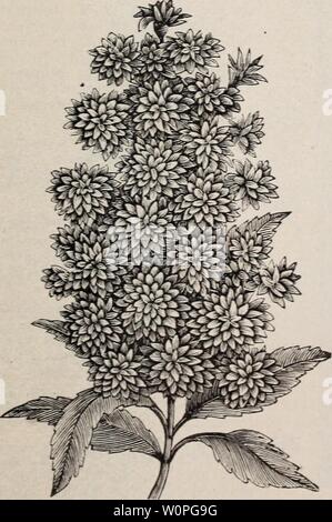 Archive image from page 60 of Descriptive catalogue of fruit and. Descriptive catalogue of fruit and ornamental trees, evergreens, grape vines, shrubs, bulbs, etc. descriptivecatal1890stor Year: 1890  Althea ir rutex {Hibiscus Syriaciis.) ROSE OF SHARON — There are many varie- ties of this beautiful shrub, differing; in color and shape of the flow- ers. A hardy plant, easy of cultivation, and es- pecially desirable on ac- count of its blooming » during the A u t u m n months, when there are few other flowers. The following varieties are hardv here: Double Red.' Double White, Double Purple. Ele Stock Photo
