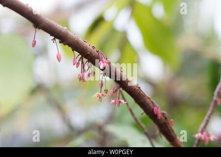 Small pink flowers on a branch of a Theobroma cacao tree. Stock Photo