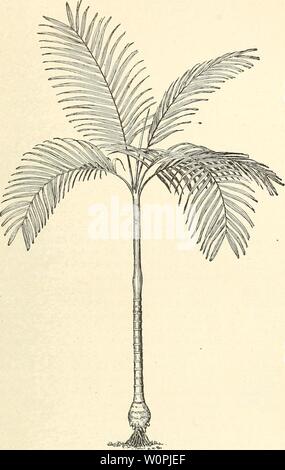 Archive image from page 72 of A descriptive catalogue of useful. A descriptive catalogue of useful fiber plants of the world, including the structural and economic classifications of fibers descriptivecatal09dodg Year: 1897  DESCRIPTIVE CATALOGUE. 65 This plant could certainly be utilized industrially, having an excellent fiber beneath the bark which often attains a length of 1 meter without a break. It grows in the suburbs of towns, and flowers in the summer months. (Alberto Lbfgren.) Areca catechu. Betel-nut Palm. Endogen. Palmw. Palm, 80 feet. Native of Cochin China, Malayan Peninsula, etc. Stock Photo