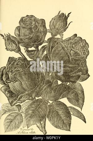 Archive image from page 74 of Descriptive catalogue of fruit, shade. Descriptive catalogue of fruit, shade and ornamental trees, roses, shrubs, plants &c., descriptivecatal1888ranc Year: 1888  GENERAL JACQUEMINOT.