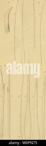 Archive image from page 94 of Description of a new British. Description of a new British Annelide : belonging to the tribe Rapacea of Grube Annelida errantia of Milne-Edwards descriptionofnew00bair Year: 1865  dtti 11 it] Id, V    Zui/i  Sec JciA m. Znol. [/)/ S. TccblV. dh Mfcn 'West adnat .del & so AilZ.50 diAi' except 7c. WvVest rmp. Stock Photo