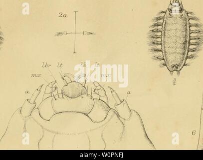 Archive image from page 98 of Description of a new British. Description of a new British Annelide : belonging to the tribe Rapacea of Grube Annelida errantia of Milne-Edwards descriptionofnew00bair Year: 1865  Ibr U Ih It    10 Stock Photo