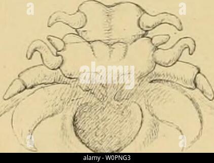 Archive image from page 98 of Description of a new British. Description of a new British Annelide : belonging to the tribe Rapacea of Grube Annelida errantia of Milne-Edwards descriptionofnew00bair Year: 1865  // /./f'?S 13 i2 Tiiffen West aidnat del&ec WWest r .Tnp Stock Photo