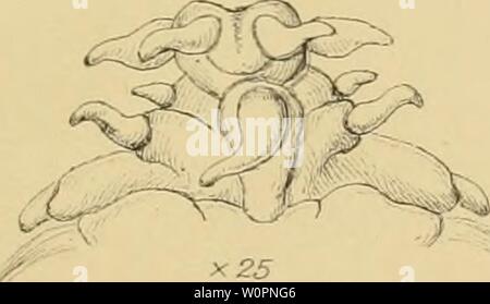 Archive image from page 98 of Description of a new British. Description of a new British Annelide : belonging to the tribe Rapacea of Grube Annelida errantia of Milne-Edwards descriptionofnew00bair Year: 1865  10 Stock Photo
