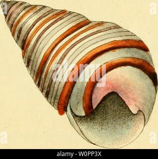 Archive image from page 108 of [Descriptions and illustrations of mollusks. [Descriptions and illustrations of mollusks : excerpted from The naturalist's miscellany descriptionsillu12shaw Year: 1800 Stock Photo