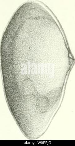 Archive image from page 112 of Description des animaux sans vertèbres