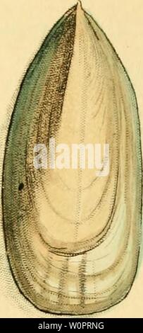 Archive image from page 126 of [Descriptions and illustrations of mollusks. [Descriptions and illustrations of mollusks : excerpted from The naturalist's miscellany descriptionsillu12shaw Year: 1800 Stock Photo