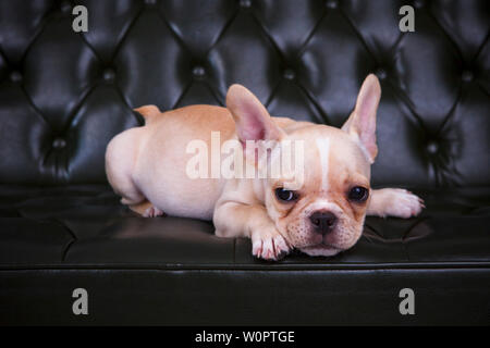 french bulldog lying on sofa bed Stock Photo
