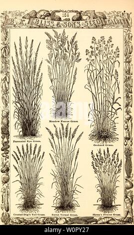 Archive image from page 167 of Descriptive catalogue of a choice. Descriptive catalogue of a choice collection of vegetable, agricultural and flower seeds, gladiolus, lilies, and other summer flowering bulbs descriptivecatal1880bkbl Year: 1880 Stock Photo