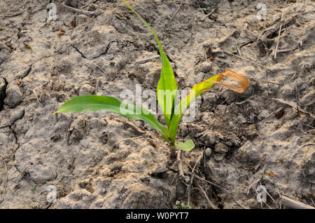 Closeup of a single green plant growing on a dry soil Stock Photo