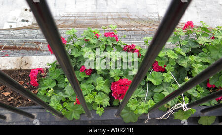 Top view of red flowering geraniums through guard rail in Andalusian village Stock Photo