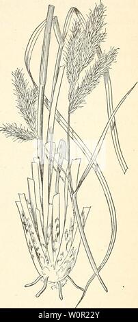 Archive image from page 210 of A descriptive catalogue of useful. A descriptive catalogue of useful fiber plants of the world, including the structural and economic classifications of fibers descriptivecatal09dodg Year: 1897  DESCRIPTIVE CATALOGUE. 203 to the Iridacece. This specjes is found iu Iris macrosiphon. A genus of perennial plants belong California. Structural Fiber.—Dr. Havard states in Garden, and Forest, 1890, p. 631, that the leaves of this species are much used in northern California ana in Oregon to make ropes, fish lines, nets, and a cloth hardly distinguishable from coarse can Stock Photo