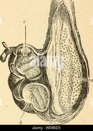 This image from *Der Bau der Vögel* focuses on the anatomy of the bird ...