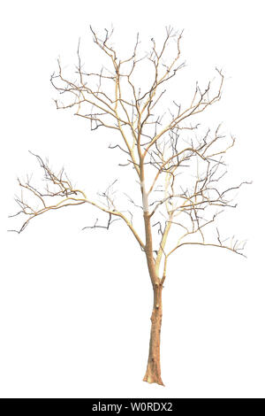 Tree isolated on white background Stock Photo