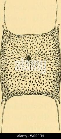 Archive image from page 388 of The depths of the ocean
