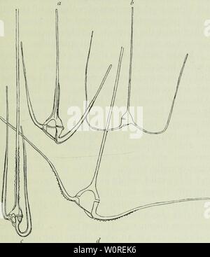 Archive image from page 388 of The depths of the ocean;