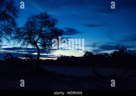 Africa, Zimbabwe, animals, nature pristine, Zambezi river, panorama, night view, starry sky, bonfire, burning clouds, aerial photography, mana photography, forest, sunset, silhouette, adventure, adventure Stock Photo