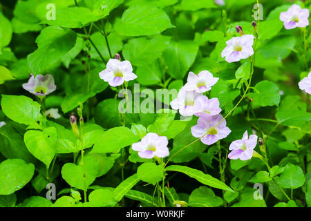 Thunbergia grandiflora is common name of Bengal clock vine, Blue Trumpet, Blue Skyflower, Skyflower, Clock vine, Heavenly Blue has white purple flower Stock Photo