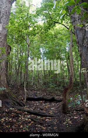 Stair like steps on upward Path up the 'Ualaka'a Trail in the forest with tall trees, grass, and bushes on Tantalus Mountain on Oahu, Hawaii. Stock Photo