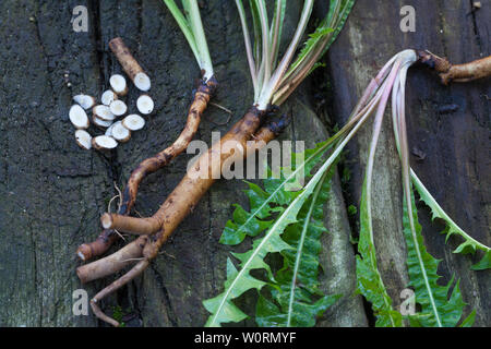 Löwenzahn-Wurzeln, Löwenzahnwurzeln, Löwenzahn-Wurzel, Löwenzahnwurzel, Wiesen-Löwenzahn, Radix Taraxaci, Taraxaci radix, Gemeiner Löwenzahn, Wurzel, Stock Photo