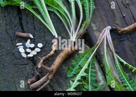 Löwenzahn-Wurzeln, Löwenzahnwurzeln, Löwenzahn-Wurzel, Löwenzahnwurzel, Wiesen-Löwenzahn, Radix Taraxaci, Taraxaci radix, Gemeiner Löwenzahn, Wurzel, Stock Photo