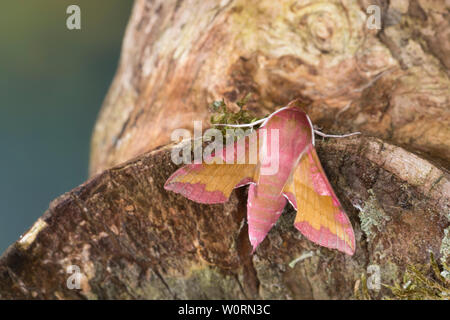 Kleiner Weinschwärmer, Deilephila porcellus, Pergesa porcellus, small elephant hawkmoth, small elephant hawk-moth, Petit sphinx de la vigne, Petit pou Stock Photo